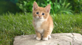 Curious Tabby Kitten9280012966 272x150 - Curious Tabby Kitten - Tabby, Kitten, Dogs, Curious